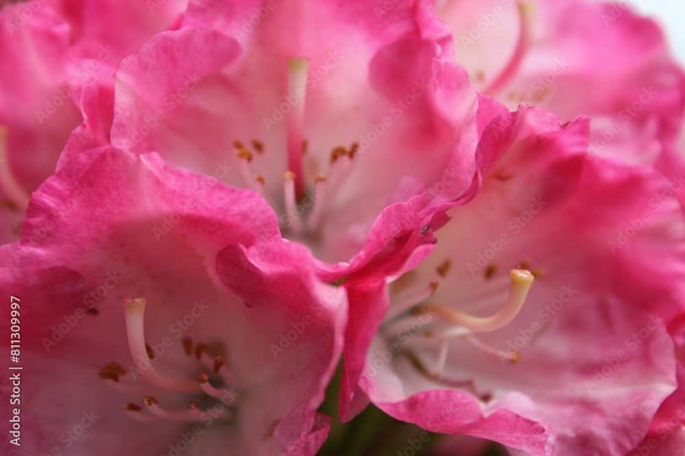 close up of pink flower close up of pink flower