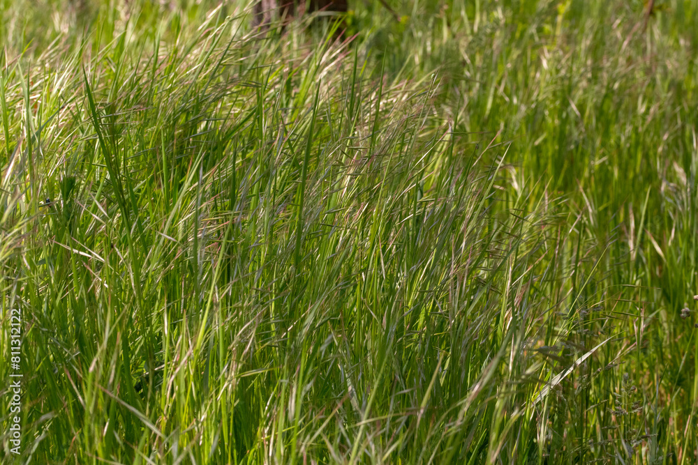 Green grass in the wind, green background