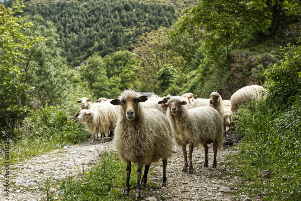 Obraz premium Sheep on the road in the foresty mountains in the sunny summer day in Albania