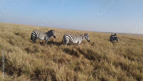 masai mara & serengeti safari drive photo