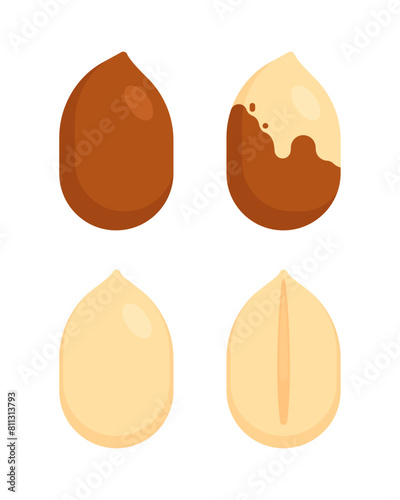 Peeled, unpeeled, split, raw, and roasted peanut seeds. Flat icon isolated on white background. Superfood and vegan protein source concept. Great for packaging design and culinary uses in recipes
