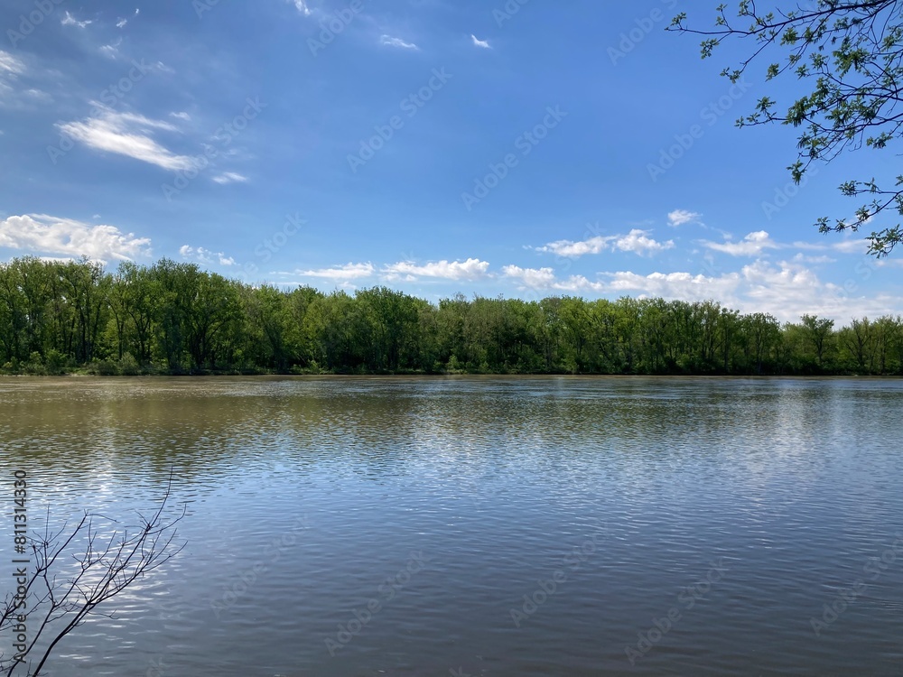 Fototapeta premium river in the forest