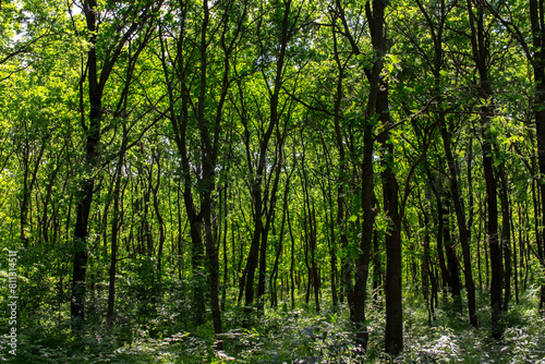Green forest in the morning sun