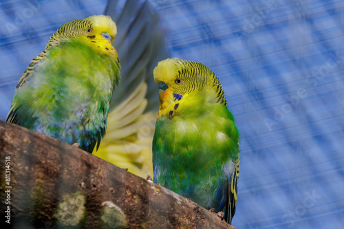 Budgerigar, perching on branch, colorfull birds, small, zoo