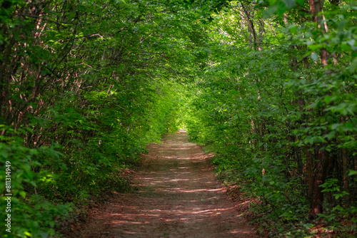 Path in the green forest in the morning sun