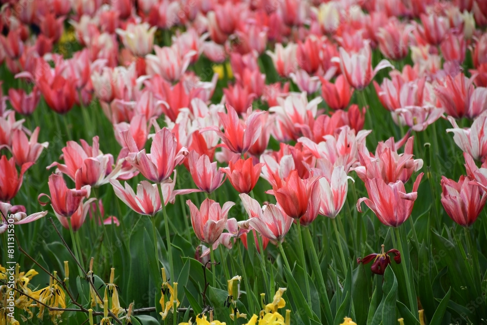 Tulip Tapestry: Istanbul's Pink and White Striped Floral Delight Tulip Tapestry: Istanbul's Pink and White Striped Floral Delight