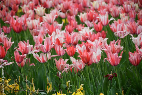 Tulip Tapestry  Istanbul s Pink and White Striped Floral Delight