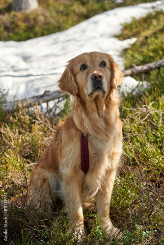 A cute golden retriever is sitting and paying attention during a long and demanding hiking trip in Norway in early spring