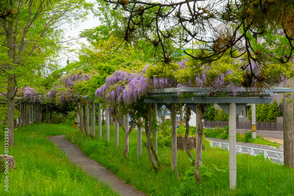Fototapeta premium パープルロードの藤（北海道札幌市東区）