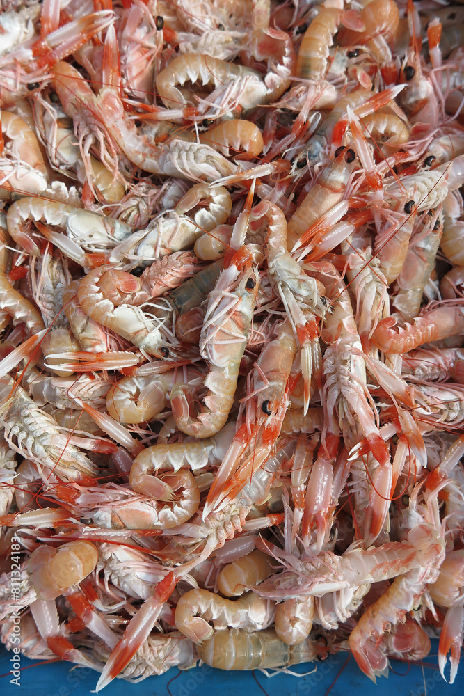 fresh shrimp on the market fresh shrimp on the market