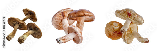 Set of Detailed close-up of mushrooms isolated transparent PNG background