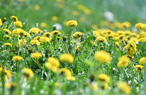 Dandelions are shown on un mowed grass