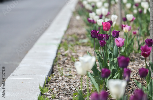 Tulips in bloom on a warm spring day