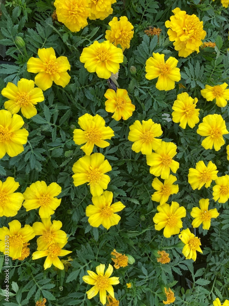 yellow marigold flowers background
