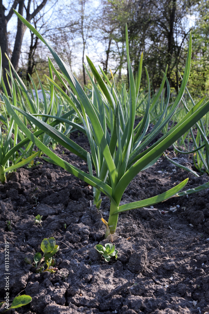 Obraz premium Crop rows of young onion sprouts in perspective on a field. Agricultural business and agro-industry