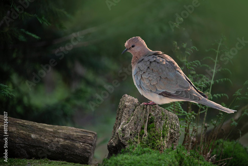 Laughing dove (Columbidae) perched on a tree stump