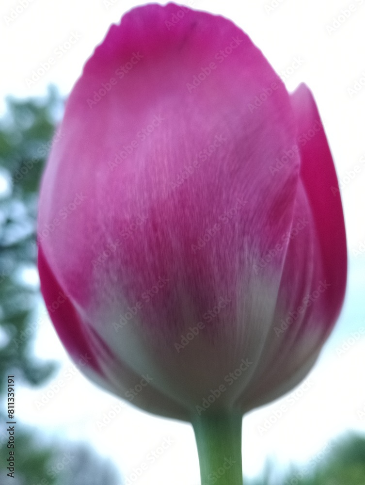 Fototapeta premium pink tulip flower