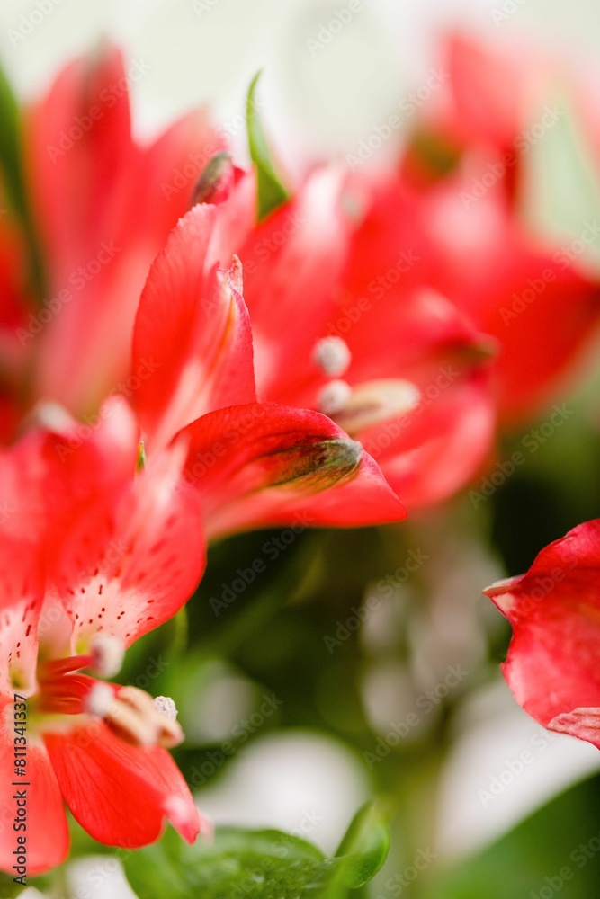 Red alstroemeria flowers on a light background Red alstroemeria flowers on a light background