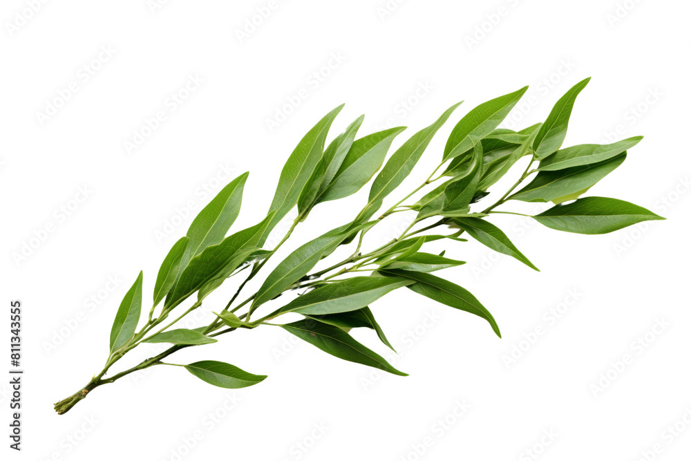 A leafy green plant with a long stem. The stem is thin and the leaves are long and thin A leafy green plant with a long stem. The stem is thin and the leaves are long and thin