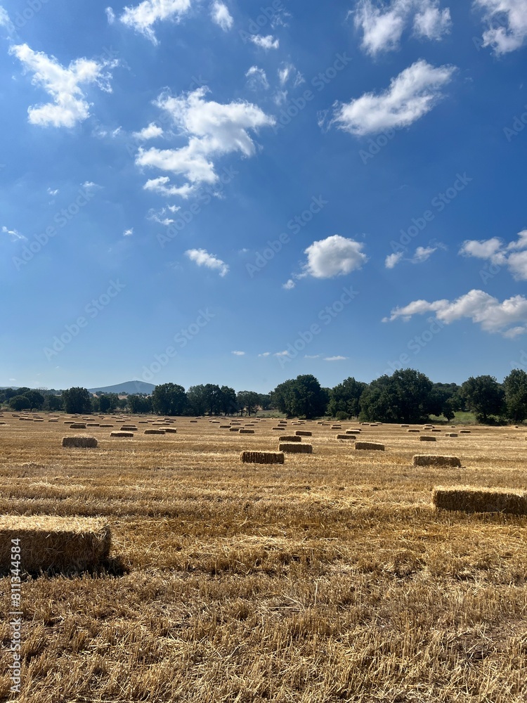 Fototapeta premium hay bales in the field