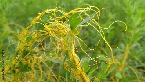Cassytha filiformis or love-vine is an orangish, wiry, parasitic vine in the family Lauraceae. It is found in coastal forests of warm tropical regions worldwide including the Americas, 4k photo
