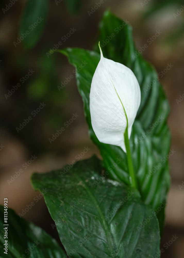 custom made wallpaper toronto digitalflower of a rose