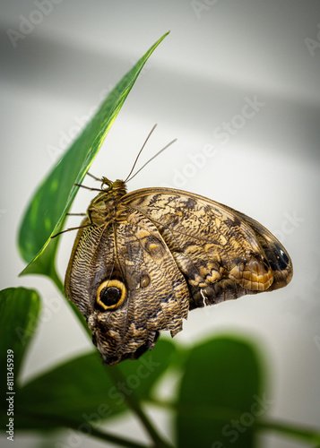 Wallpaper Mural Close up Butterfly Torontodigital.ca