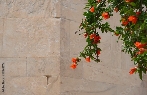 Pomegranate, or Punica granatum tree branch with flowers in front of an ancient wall, in Athens, Greece photo