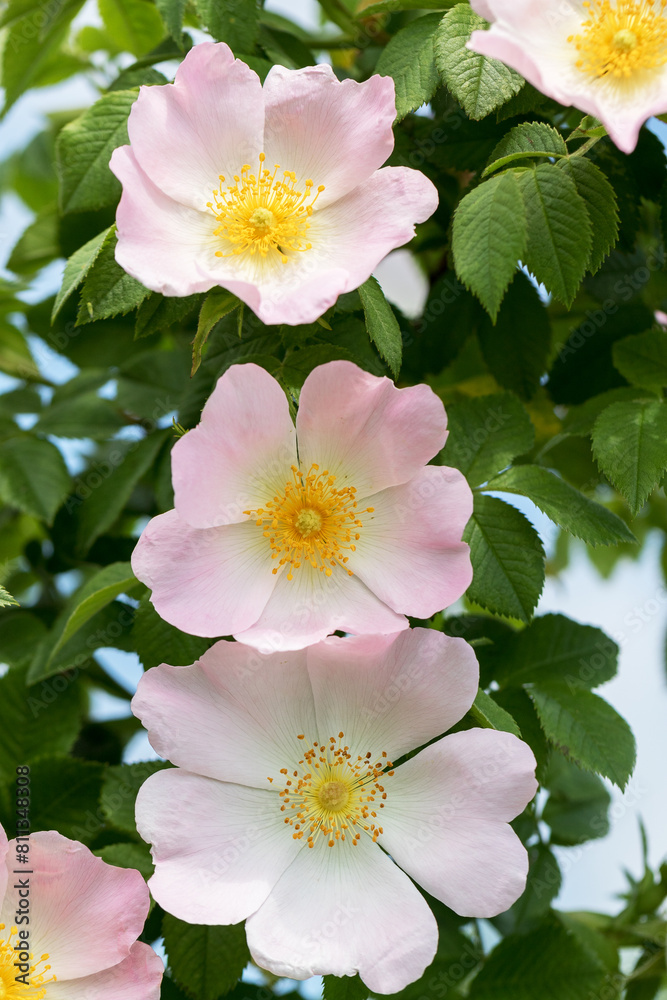 Fototapeta premium Delicate pink rosehip flowers