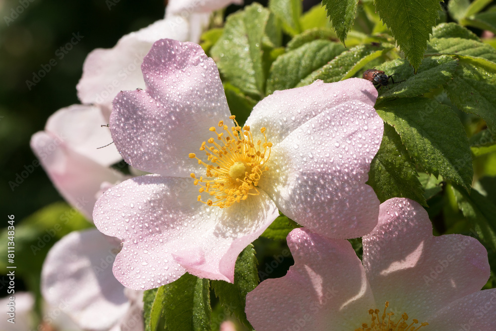 Obraz premium Delicate pink rosehip flowers