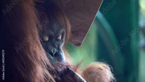 Sumatran orangutan is one of the three species of orangutans. Critically endangered, and found only in the north of the Indonesian island of Sumatra, it is rarer than the Bornean orangutan  photo