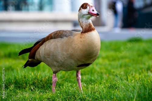 the egyptian goose is walking through the grass