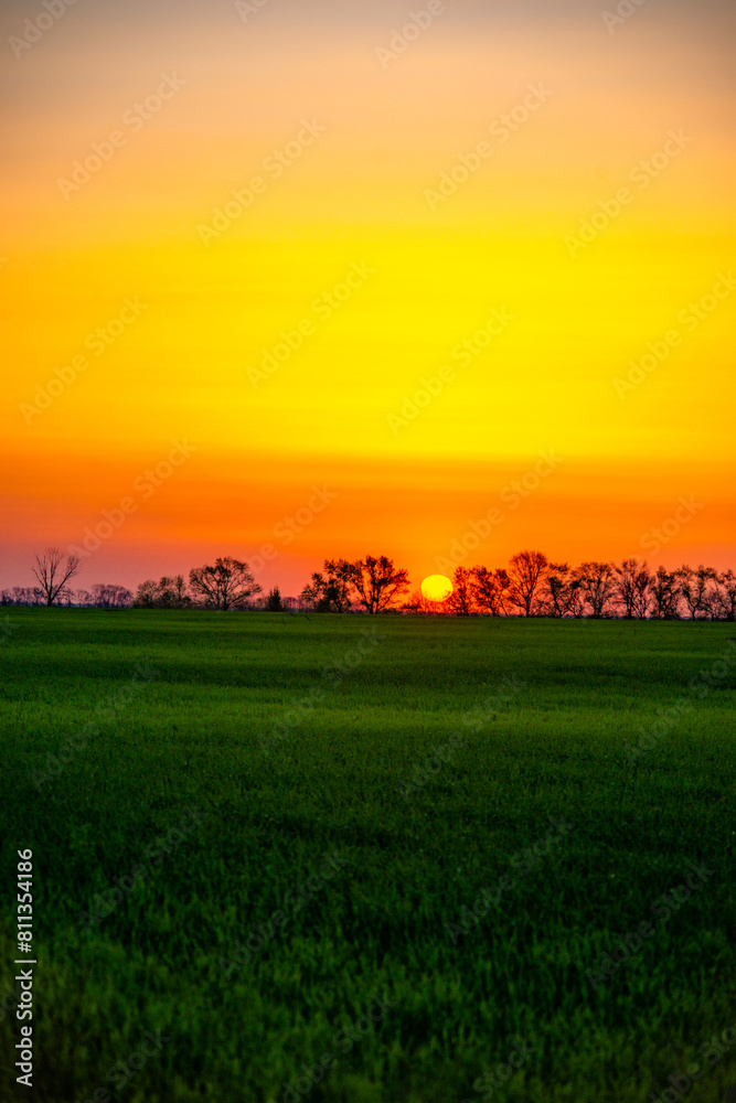 Sunset over the field with grass. Red sky and red sun . Trees on the field . Green field . Sun and trees