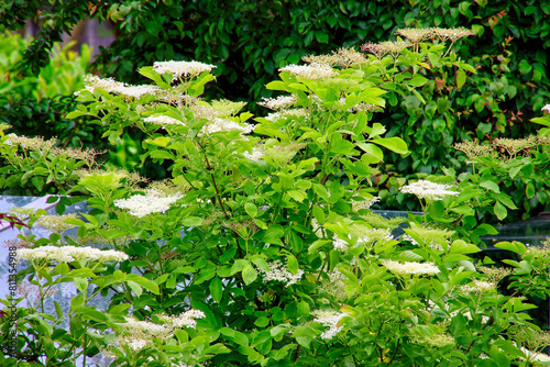 Holunderblüten im Frühling photo