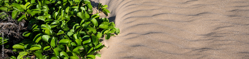 Obraz premium Tropical nature background, golden sandy beach with native plant vines growing down one side, Kamaole Beach Park II, Kihei, Maui, Hawaii