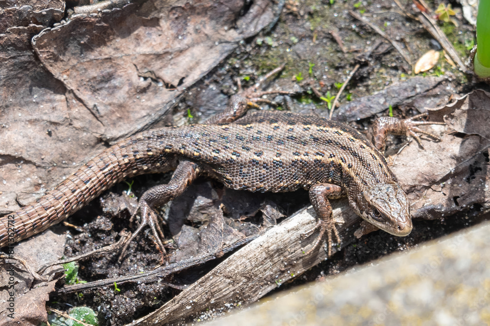 A lizard hides among the vegetable beds in the spring sunshine. A lizard hides among the vegetable beds in the spring sunshine.