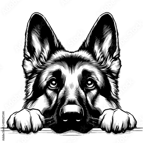 Peeking German Shepherd, hand drawn sketch. Vector isolated on white background	