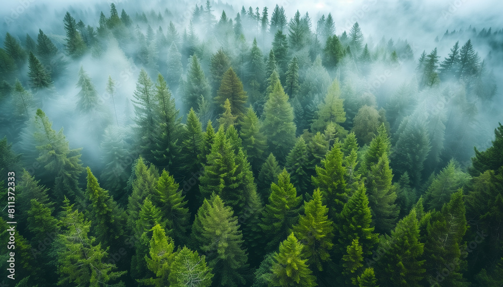 Overhead View of Evergreen Forest with Rolling Fog: Resembling the Pacific Northwest Landscape. A Stunning Natural Scene to Behold. Overhead View of Evergreen Forest with Rolling Fog: Resembling the Pacific Northwest Landscape. A Stunning Natural Scene to Behold.