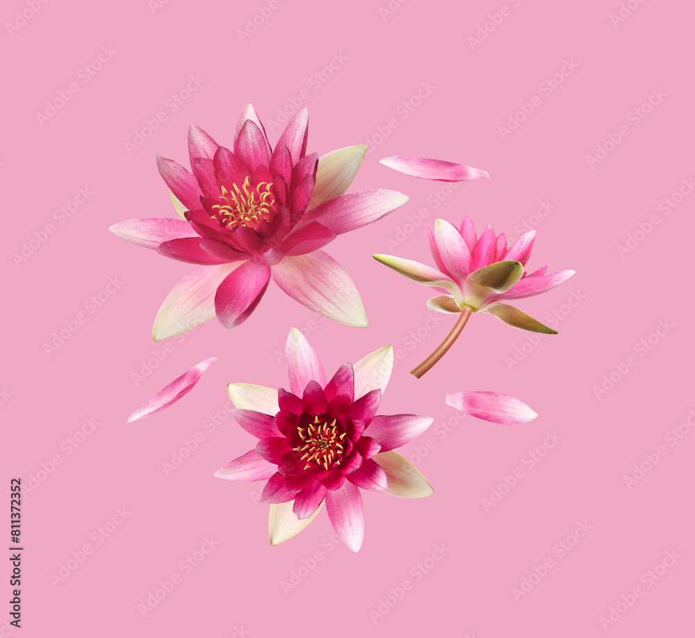 Obraz premium Beautiful lotus flowers and petals flying on pink background