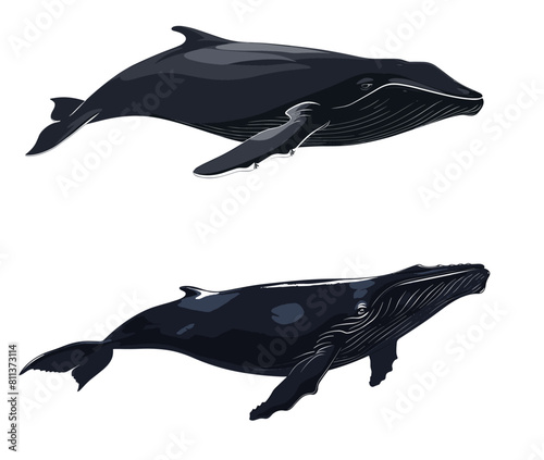 Two humpback whales swimming, depicted in a minimalist style. vector illustration against white background 