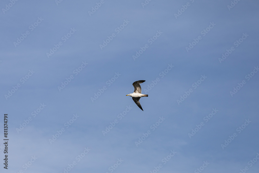 seagull in flight