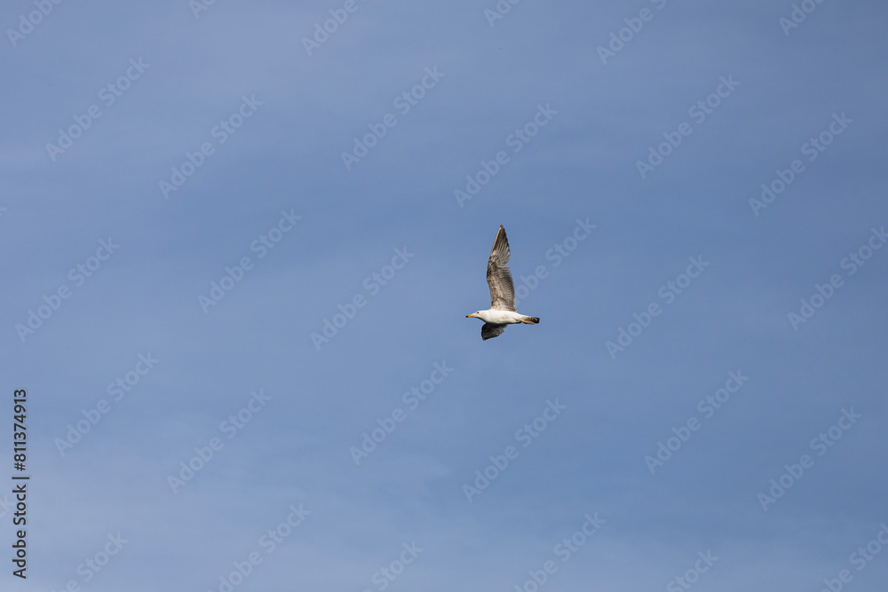 Obraz premium seagull in flight