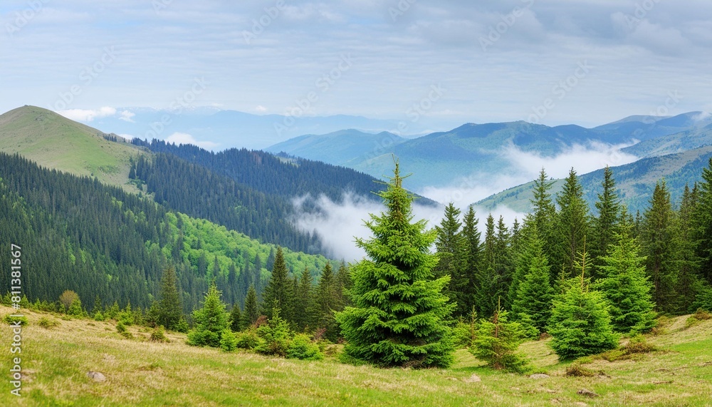 mountain landscape with coniferous forest and foggy sky