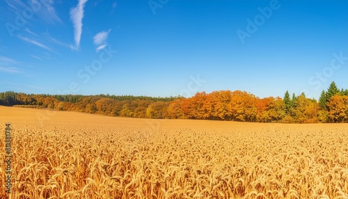 captivating view of a wheat field under a clear blue sky in the fall