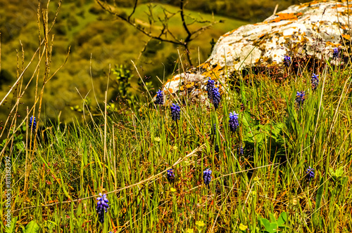 Bergblumen auf der Krim photo