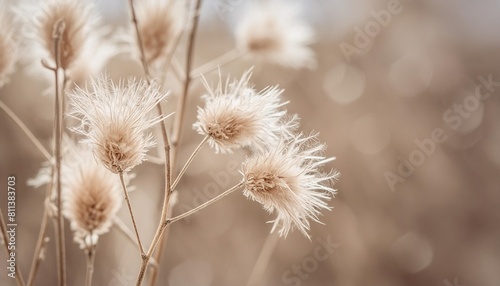 dried beige fluffy fragile flowers with branche on natural blur background macro