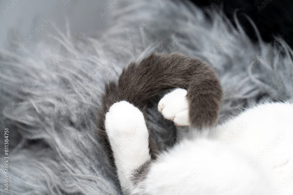 a gray and white cat sleeping, resting, relaxing on top of a furry rug. A cat lying on a furry blanket. Cat sleep calm and relax. cute paws, feet and tail. muzzle of a sleeping. Pets friendly and care a gray and white cat sleeping, resting, relaxing on top of a furry rug. A cat lying on a furry blanket. Cat sleep calm and relax. cute paws, feet and tail. muzzle of a sleeping. Pets friendly and care