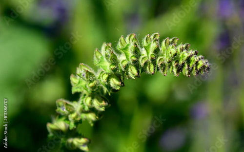 Nahaufnahme von grünen Eisenkraut-Salbei-Knospen photo