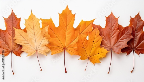 autumn maple leaves orange fall leaf thanksgiving or halloween design elements in orange red and yellow autumn colors seasonal clip art or png design elements for border or background illustrations