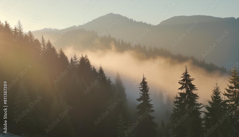 panorama of natural spruce forest with sunbeams through morning fog